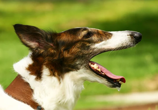 American Staffordshire terrier retrato — Fotografia de Stock