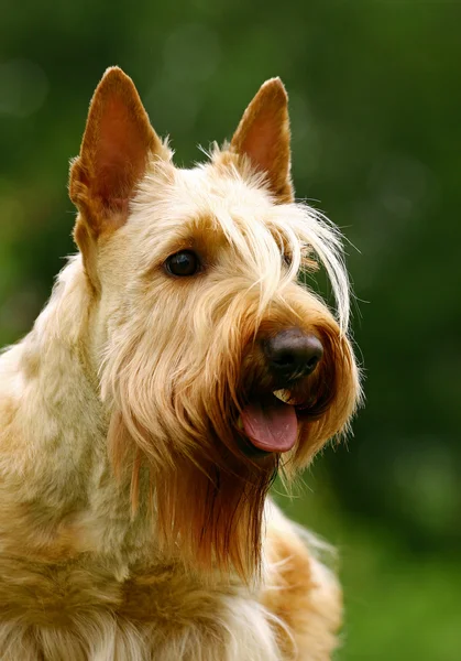 American Staffordshire terrier retrato — Fotografia de Stock