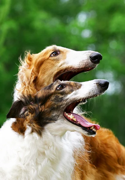 Два російських wolfhounds дивлячись — стокове фото