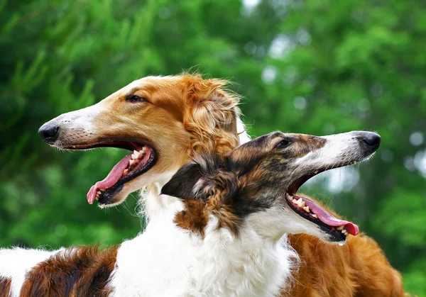 Dois retratos de cães lobos russos — Fotografia de Stock