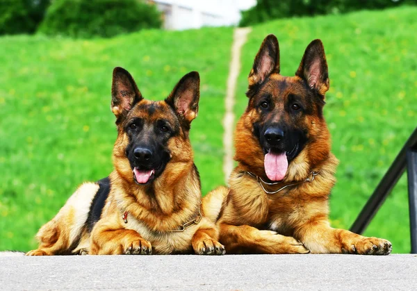 Dois cães pastores — Fotografia de Stock