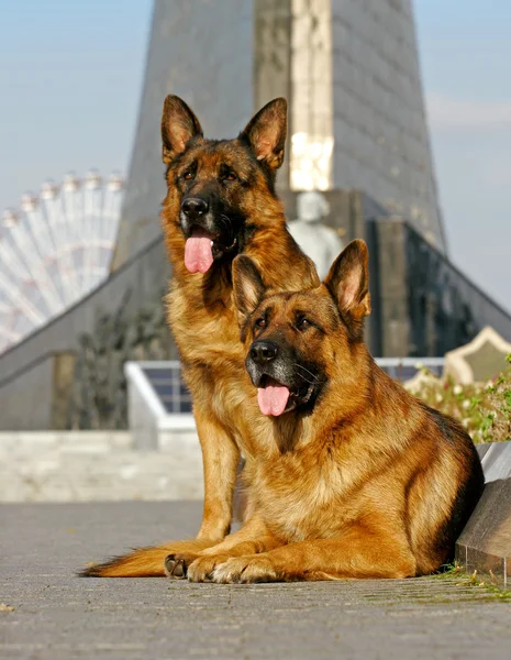 Due cani pastore posa — Foto Stock