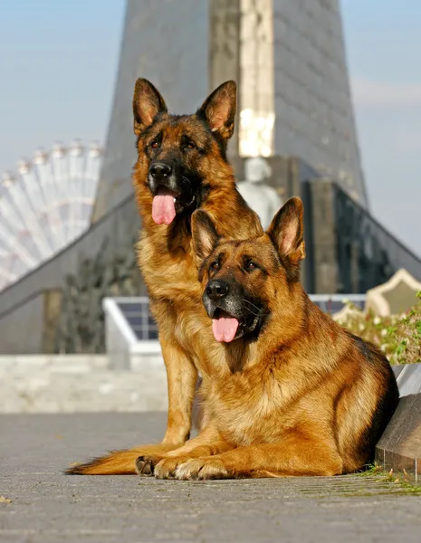 Two shepherd dogs laying Stock Photo