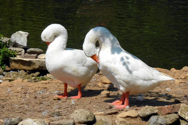 Geese preening — Stock Photo, Image