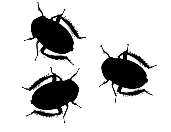 Bugs - isolado — Fotografia de Stock