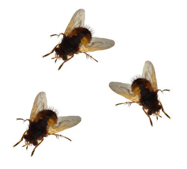 Houseflies clipart