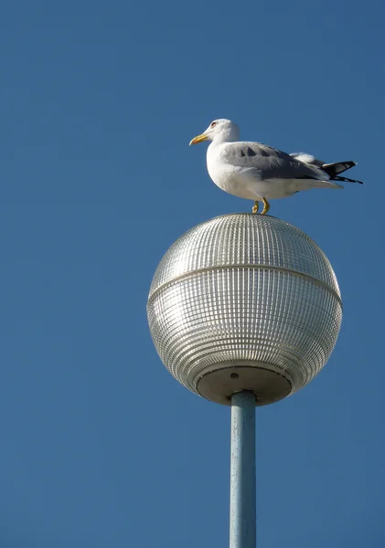 Seagull on lamp — Stock Photo, Image