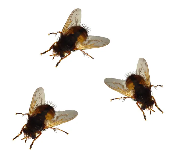 Домашние мухи — стоковое фото