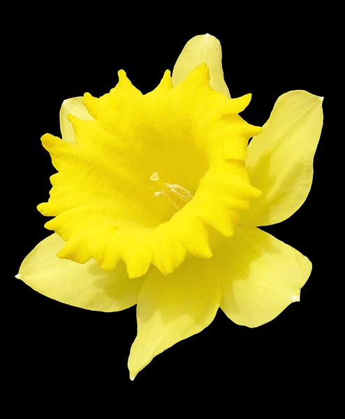 Sunny daffodi closeup — Stock Photo, Image