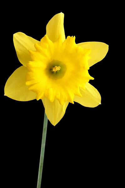 Daffodil on black — Stock Photo, Image
