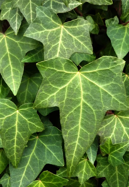 stock image Ivy detail