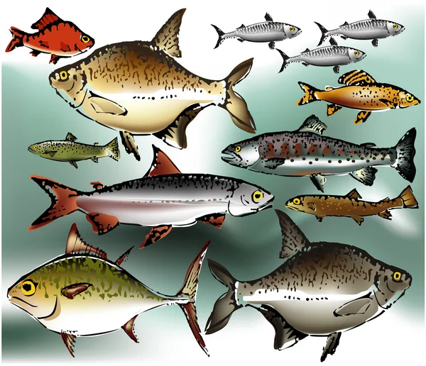 Fish collection, vector illustration — Stock Vector
