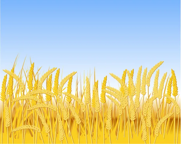 Campo de cereales — Vector de stock