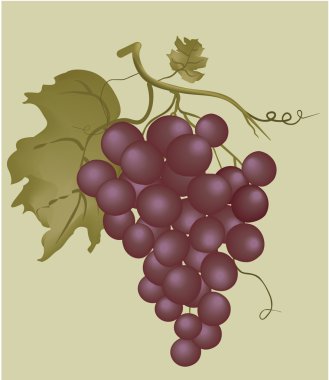 Grapes clipart