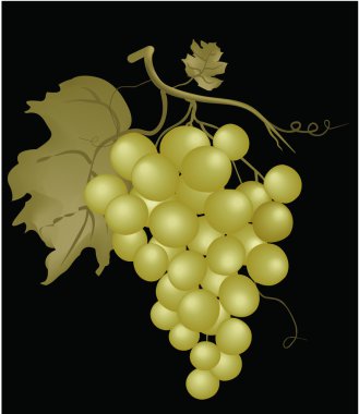 Grapes clipart