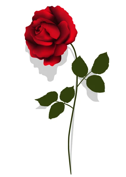 stock vector Red rose