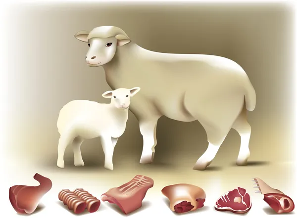 羊、 羊及羊肉 — 图库矢量图片
