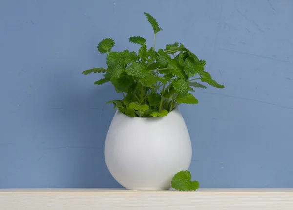 stock image Still-life with mint in vase