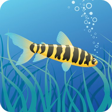 Tropical fish under water clipart