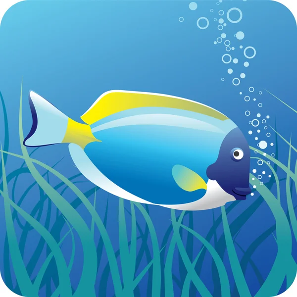 Surgeon fish under water — Stock Vector