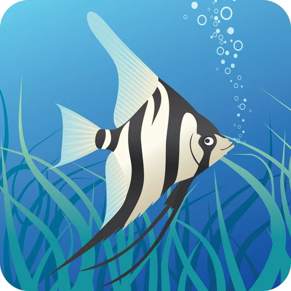 Peixes escalares tropicais debaixo de água — Vetor de Stock