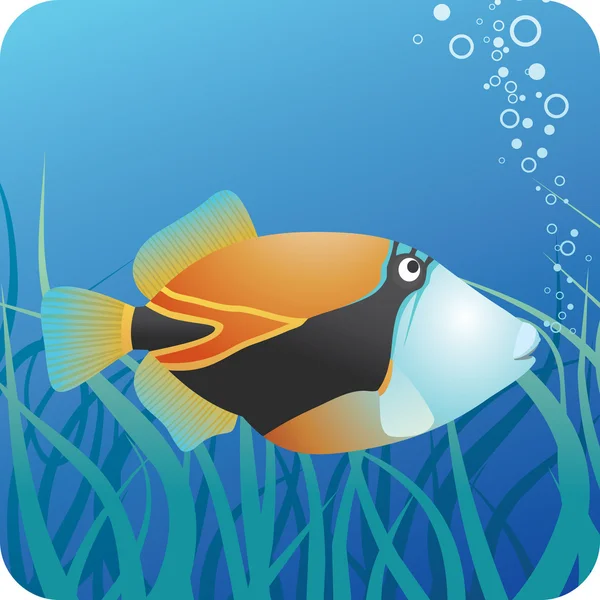 Tropical reef triggerfish under water — Stock Vector