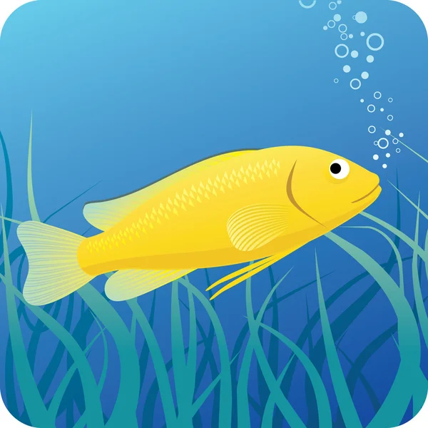 Electric yellow labido fish under water — Stock Vector