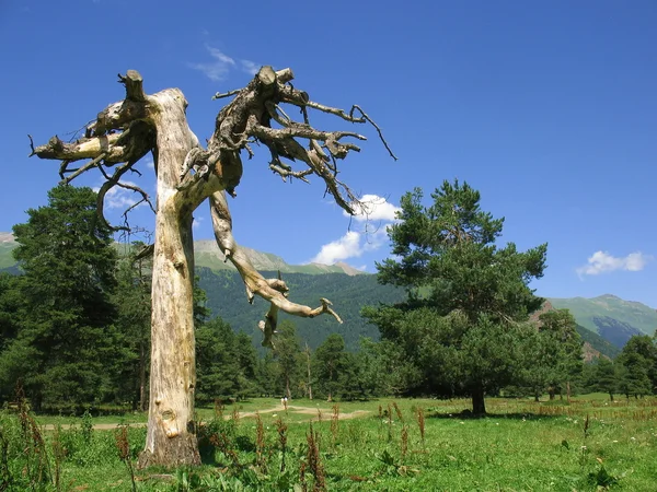 Destino de uma árvore — Fotografia de Stock