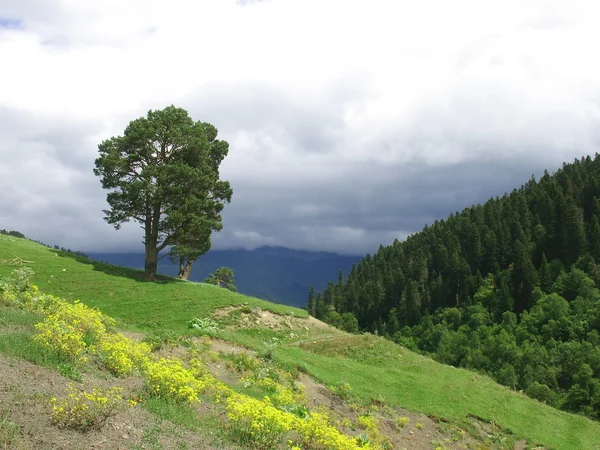 Albero solitario su un pendio in montagna — Foto Stock
