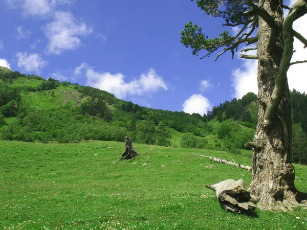 Ensamt träd på en sluttning i bergen — Stockfoto