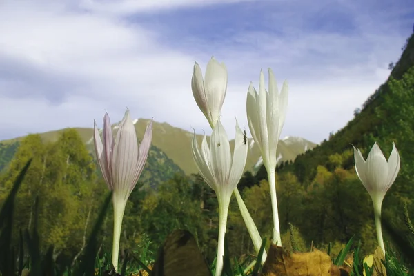 Stock image Autumn in mountains