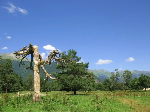 stock image Old tree