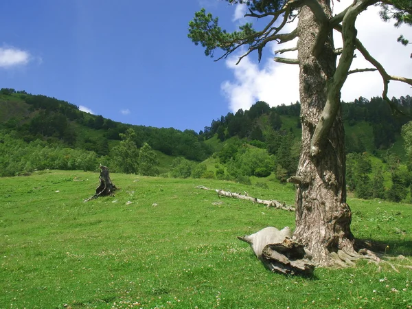 Ensamt träd på en sluttning — Stockfoto