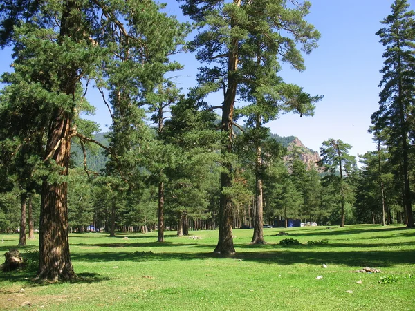 stock image Glade in mountains