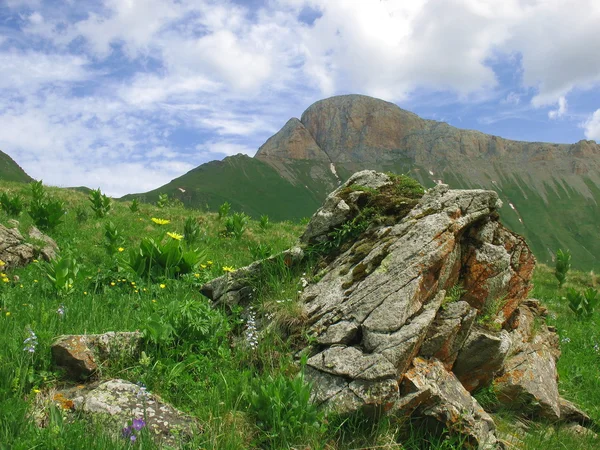 Dağ dzhentu — Stok fotoğraf
