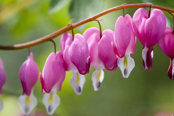 stock image Bleeding Heart plant