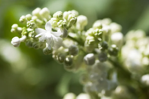 White Lilac — Stock Photo, Image