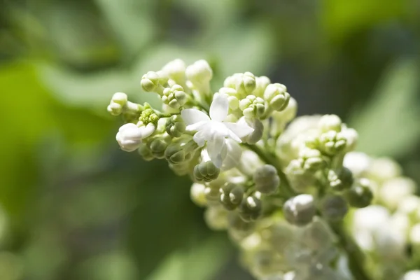 White Lilac — Stock Photo, Image