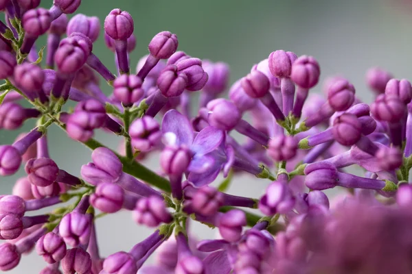 Lilac — Stock Photo, Image
