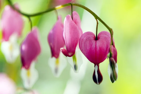 stock image Bleeding Heart plant