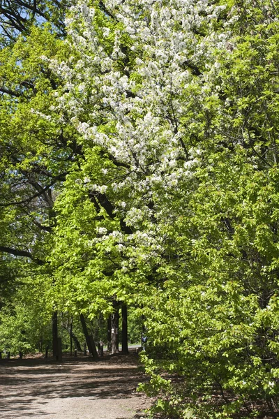 Весна цвітіння в лісі — стокове фото