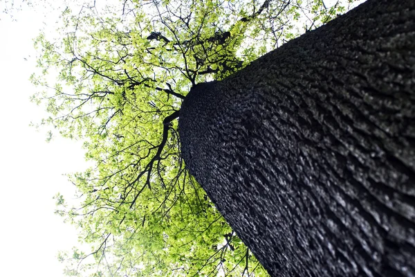 stock image Tree