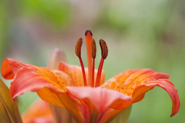 Stock image Nice lily