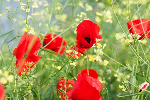 Stock image Poppy