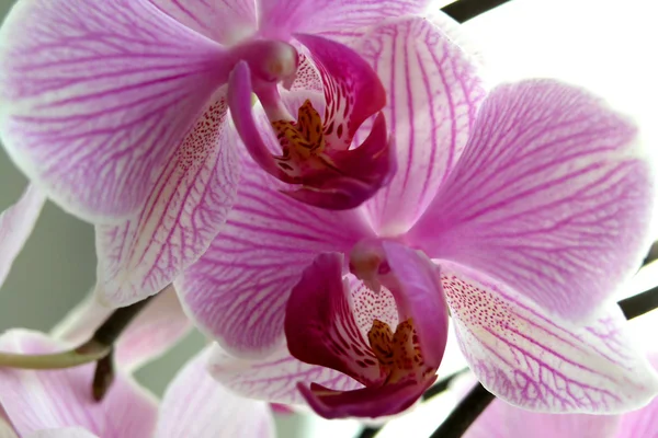 stock image Orchid