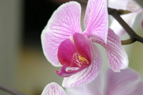 stock image Orchid