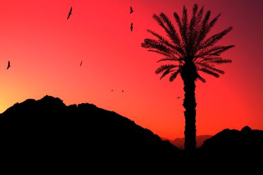Sunset in the desert of Egypt clipart