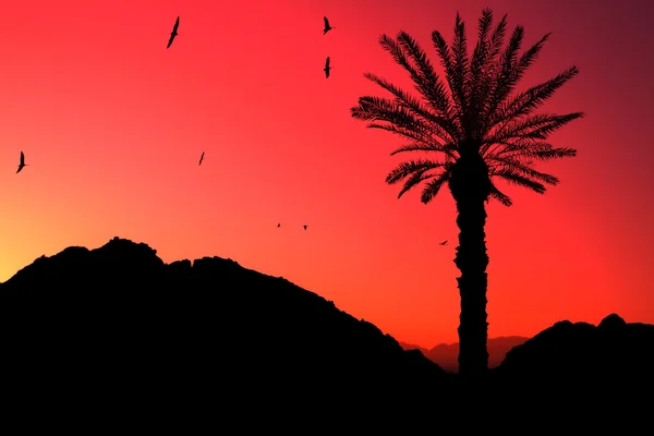 Sonnenuntergang in der Wüste Ägyptens — Stockfoto