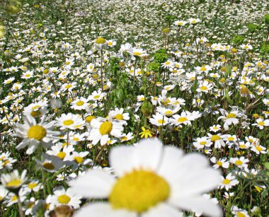 Marguerites