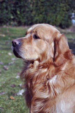 Golden retriever köpek oturma portre